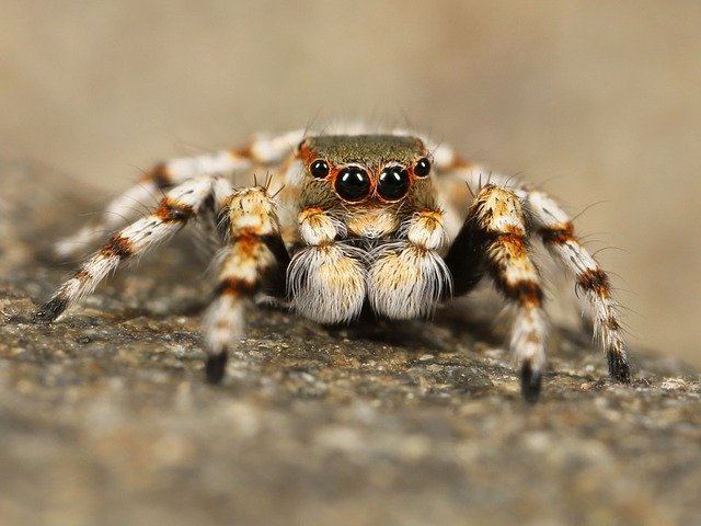 Ilustrasi Spiders Web Crawler