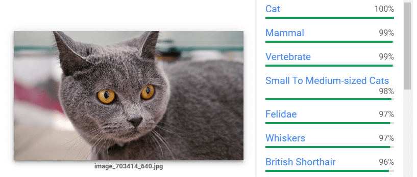 contoh algoritma gambar Google kucing